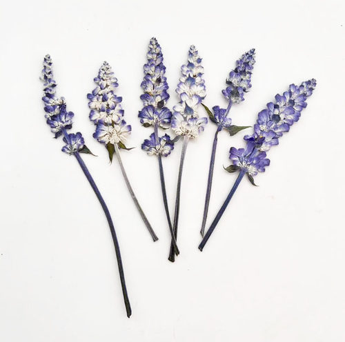 鼠尾草自然花押diy标本香薰蜡烛