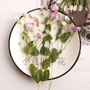 带枝鳞托菊 干花押花花瓣真树叶植物标本儿童书签蜡烛台灯绢扇