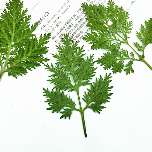 青蒿树叶干花植物标本diy手工