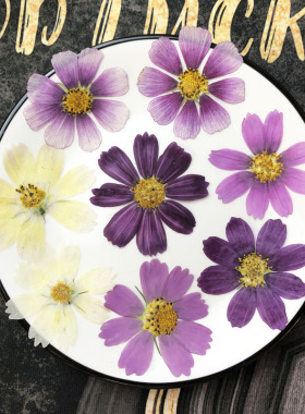 波斯菊干花情人节手工礼物diy