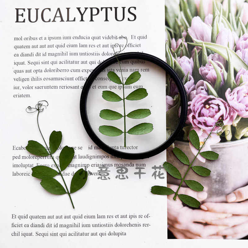 马豆叶 干花压花diy押花画书签香薰蜡烛台灯植物教学标本书签材料,家居饰品,干花/花瓣/干花包/干树枝,淘宝优惠券,粉丝福利购,淘宝优惠卷