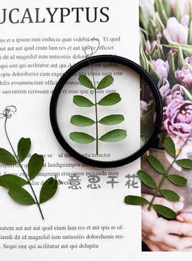 马豆叶 干花压花diy押花画书签香薰蜡烛台灯植物教学标本书签材料