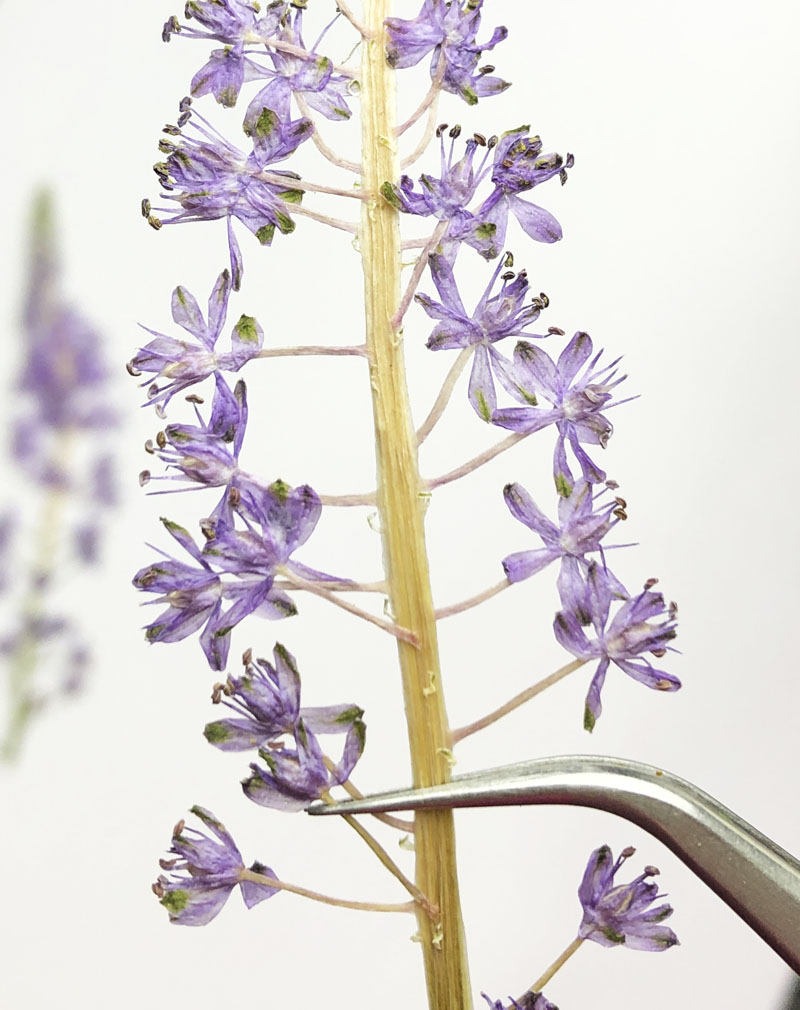 植物标本滴胶手机壳蜡烛相框干花