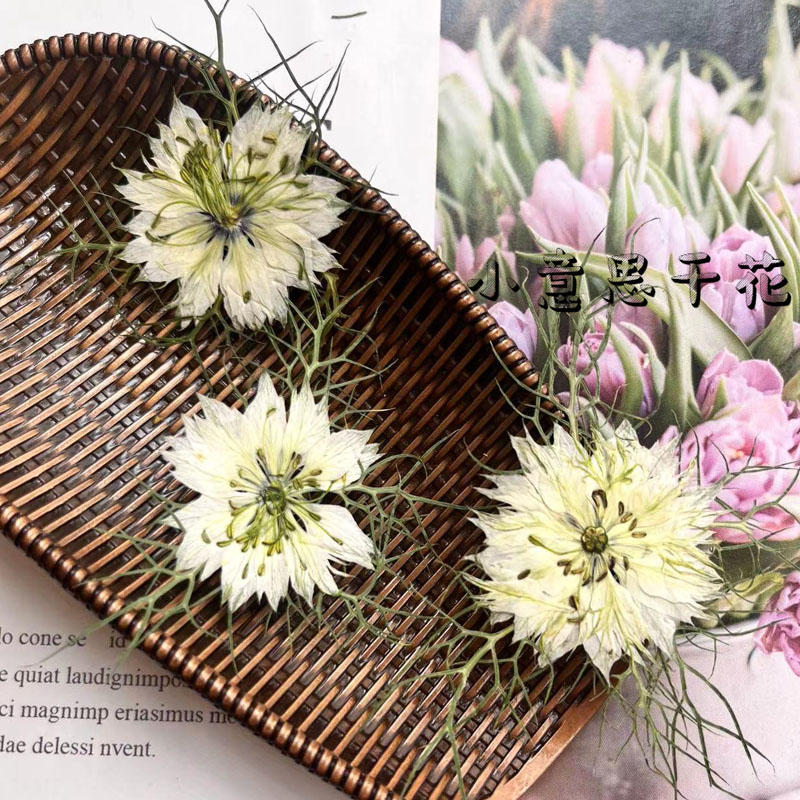 押花小清新黑种草植物标本小意思