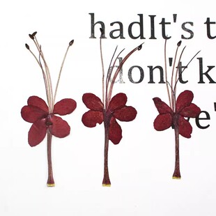 龙吐珠红蜻蜓植物标本干花手机壳滴胶书签台灯贴画面部装饰压押花