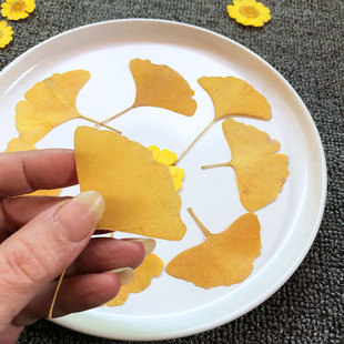 银杏叶 真树叶植物标本叶片合集押花压花材料 滴胶手机壳干花叶子