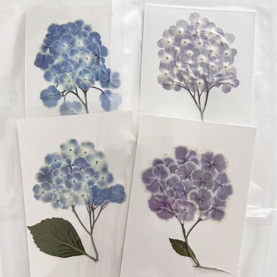 手工绣球花 干花押花真花标本植物标本diy压花相框画材料包贺卡