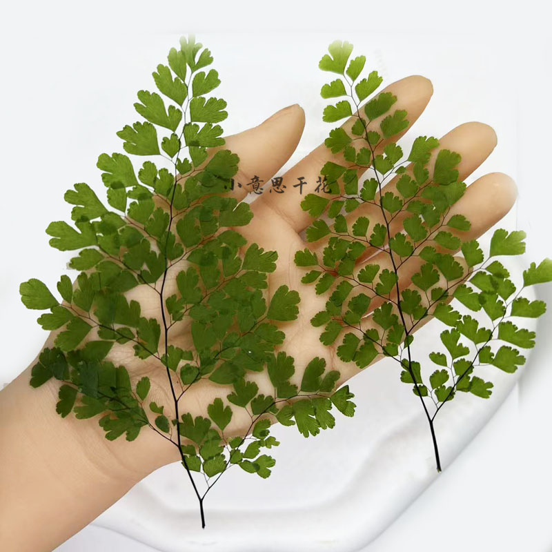 铁线蕨植物标本平面干花