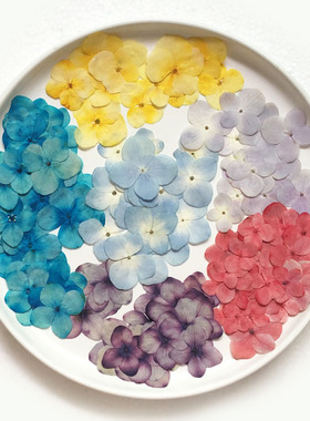 绣球 真花干花押花压花画幼儿手工贴脸妆植物标本 滴胶干花手机壳