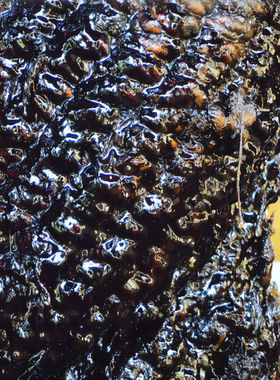 吐鲁香脂  吐鲁浸膏 Tolu Resinoid