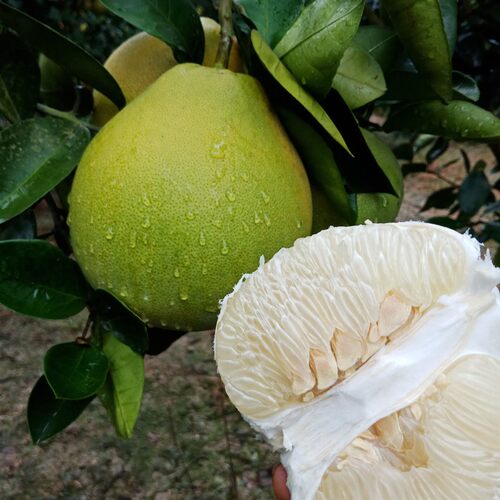 正宗安福蚕子金兰柚树苗江西