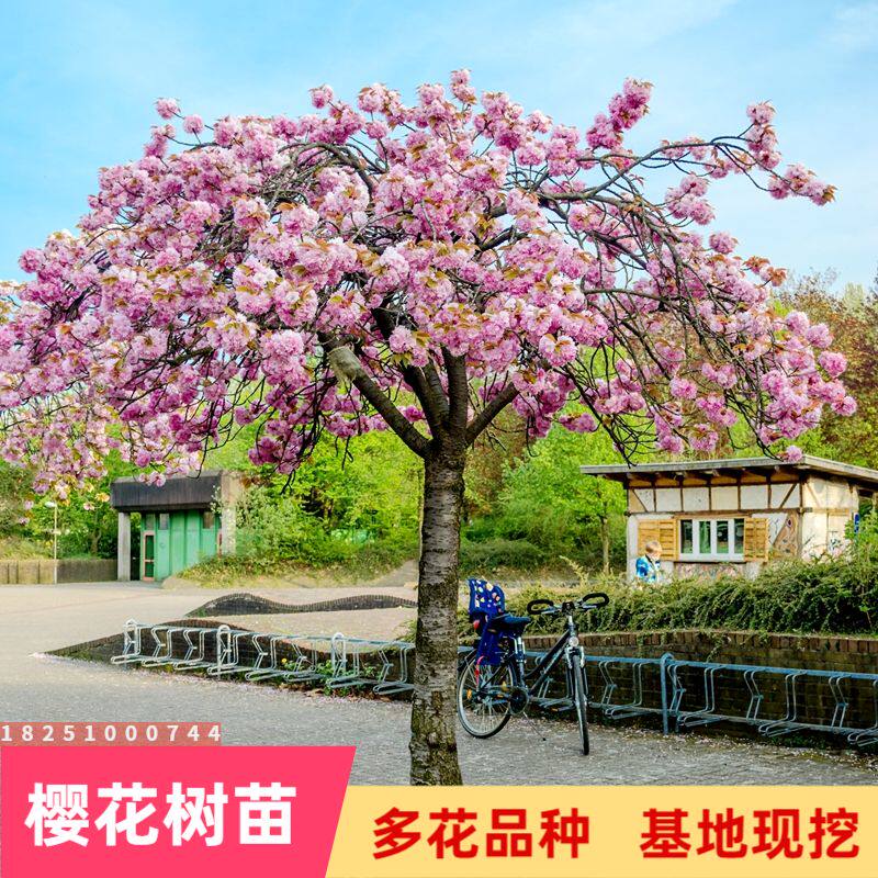 樱花苗树日本嫁接盆栽庭院风景树