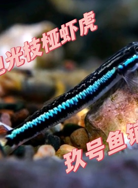 电光枝桠电光枝丫虾虎电光虾虎蓝面电光虾虎紫身枝桠虾虎原生鱼