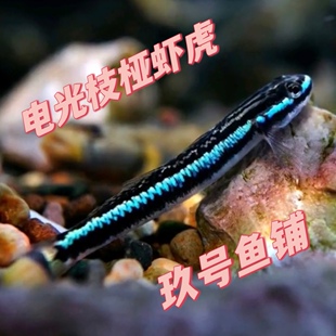 电光枝桠电光枝丫虾虎电光虾虎蓝面电光虾虎紫身枝桠虾虎原生鱼