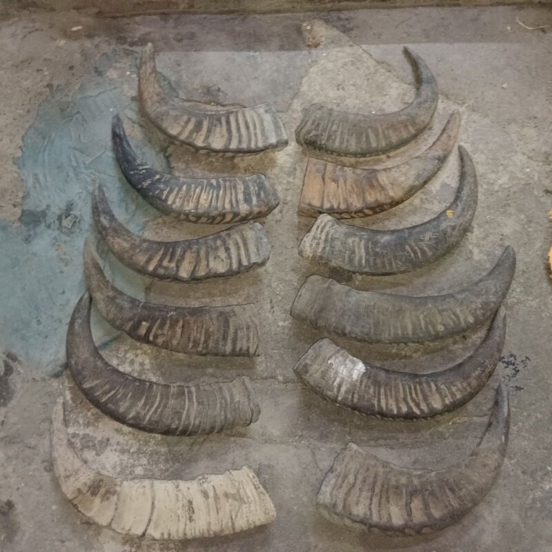 双十一清货价黑水牛角老物件摆件装饰摆件