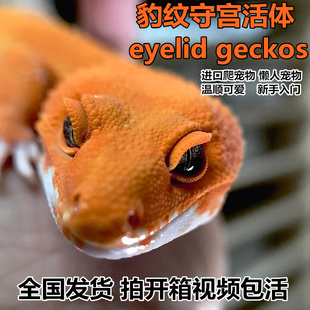 豹纹守宫蜥蜴活物新手入门懒人宠物可爱爬虫易养异宠小型温顺幼体