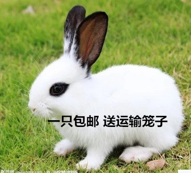 宠物兔宝宝迷你公主兔熊猫兔活体