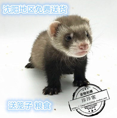 正品安格鲁貂活体宠物带芯片绝育除臭全国发货视频选货
