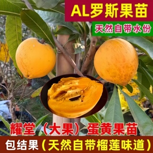 (榴莲味)蛋黄果苗正宗特大耀堂仙桃嫁接苗榴莲味罗斯果苗鸡蛋果苗
