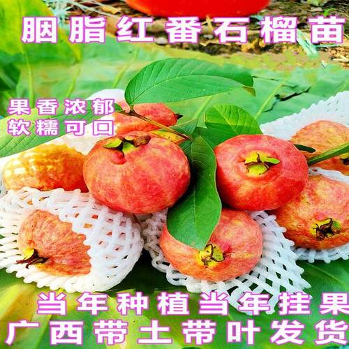 胭脂红番石榴苗四季盆栽地栽