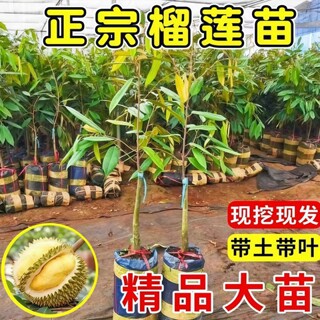 爆款海南泰国进口榴莲苗金枕头猫山王嫁接树苗黑刺榴莲苗基地直发