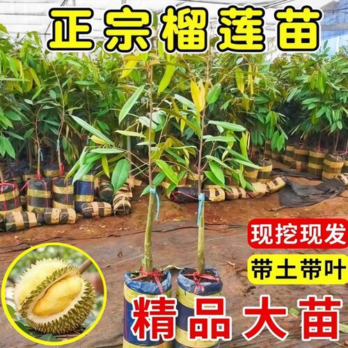 金枕榴莲苗猫山王榴莲苗黑刺树苗