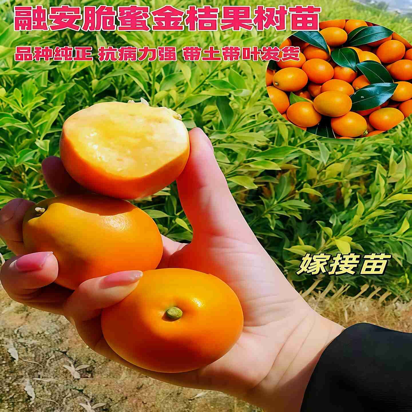 广西第四代大叶脆蜜金桔嫁接苗