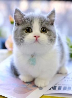 英短蓝白猫矮脚宠物猫美短猫金银渐层幼崽折耳纯白小猫幼猫咪活体