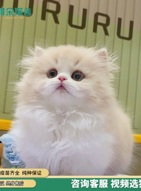 拿破仑矮脚猫幼猫纯种长毛短腿猫长不大宠物猫咪米努特矮脚猫幼崽