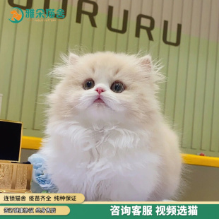 拿破仑矮脚猫幼猫纯种长毛短腿猫长不大宠物猫咪米努特矮脚猫幼崽