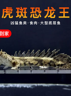 虎斑恐龙鱼活体红眼恐龙大花恐龙王大型热带观赏鱼底层鱼龙鱼配鱼