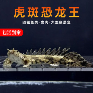 虎斑恐龙鱼活体红眼恐龙大花恐龙王大型热带观赏鱼底层鱼龙鱼配鱼