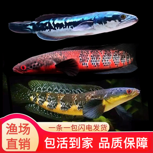 大铅笔鱼雷龙鱼红帝王中加仙塔黄婆罗黄魔神盾鳢多曼大型凶猛鱼