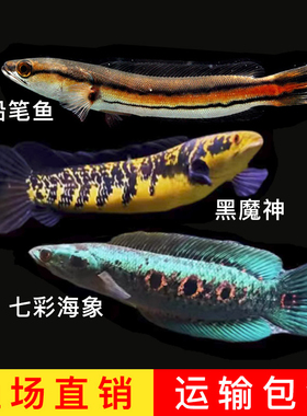 铅笔鱼观赏鱼活鱼黑魔神七彩海象中加红帝王雷龙中大型凶猛肉食鱼