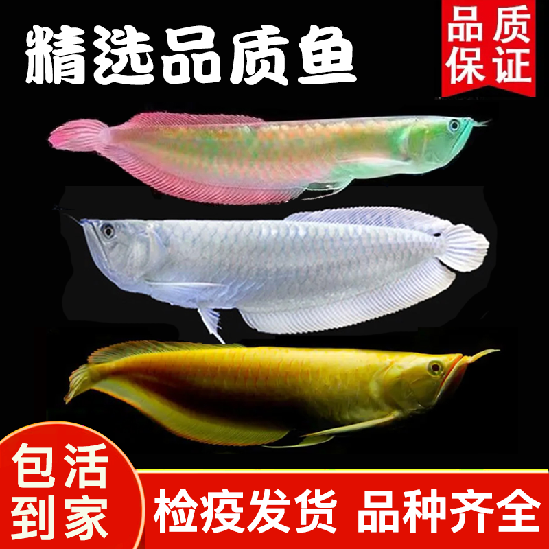 七彩银龙鱼活体鱼苗大型热带观赏鱼黄化红眼银龙鱼淡水鱼