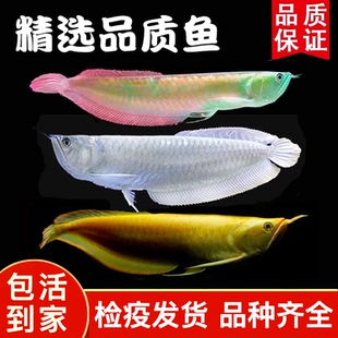 七彩银龙鱼活体鱼苗大型热带观赏鱼黄化红眼金龙鱼红龙鱼淡水鱼