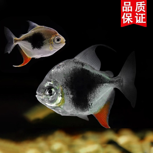 黑桃A鱼苗银板鱼观赏鱼淡水群游鱼龙鱼配鱼耐活好养风水招财鱼
