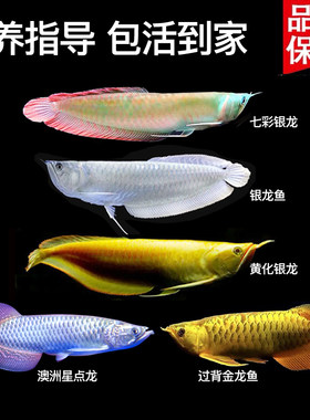 七彩银龙鱼活体银龙热带观赏鱼金龙黄化银龙澳洲星点龙大中型鱼苗