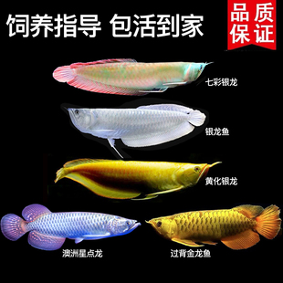 七彩银龙鱼活体银龙热带观赏鱼金龙黄化银龙澳洲星点龙大中型鱼苗