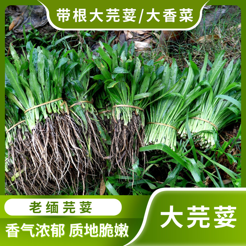 大芫荽大香菜新鲜现挖带根可种野生洋刺芹傣味香料老缅甸蔬菜食用