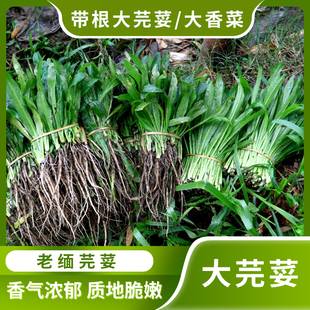 大芫荽大香菜新鲜现挖带根可种野生洋刺芹傣味香料老缅甸蔬菜食用