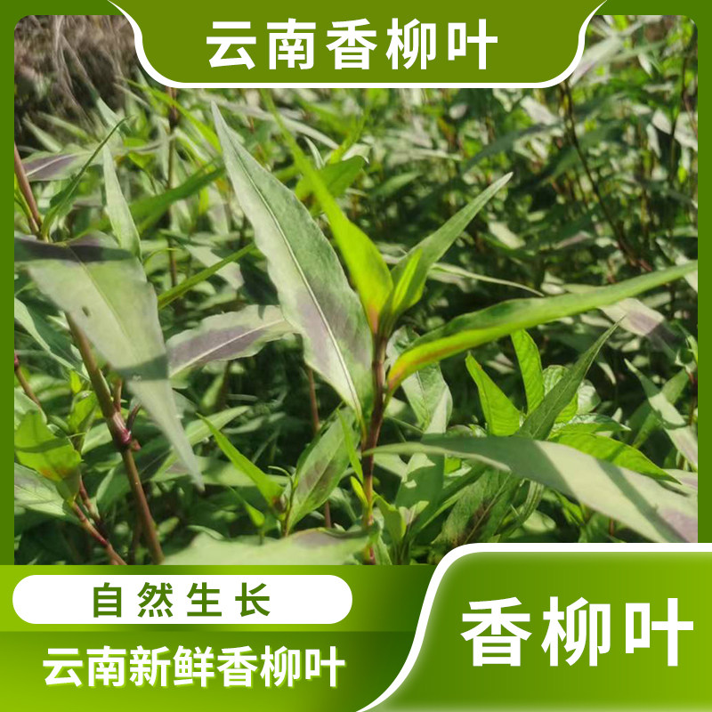 新鲜香柳叶辣柳野菜香辣柳傣味特产拉叻沙去腥鱼生草调料凉拌蘸水