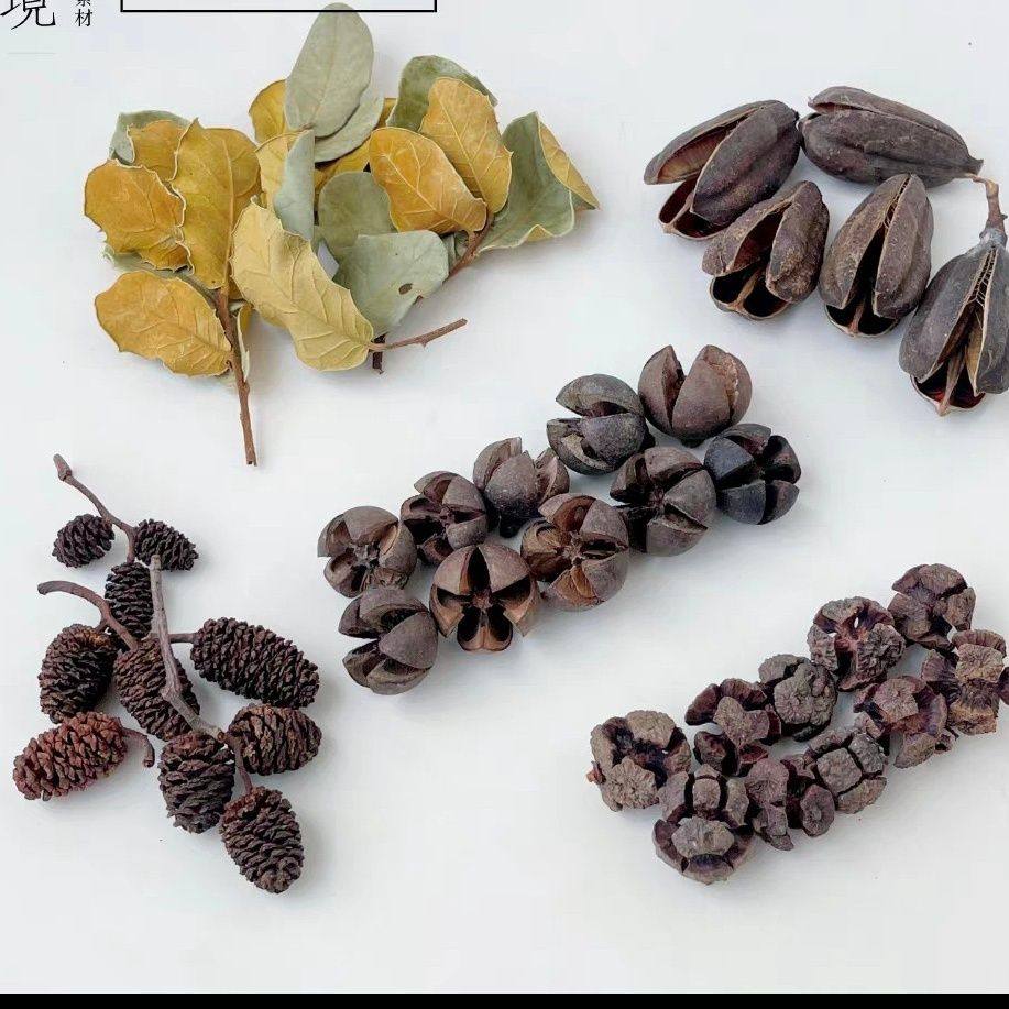 南美鱼缸原生树叶造景装饰天然落叶果实龙眼叶榄仁叶降酸龟素材