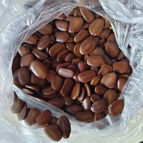 仪花种子可做耳饰手工diy摇铃像硬币的声拍摄装饰道具豆豆眼材料