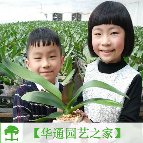 蝴蝶兰花苗当年办公室绿植
