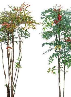 庭院观叶花卉 盆栽南天竹苗红叶南天竹盆景 红杷子红天竹