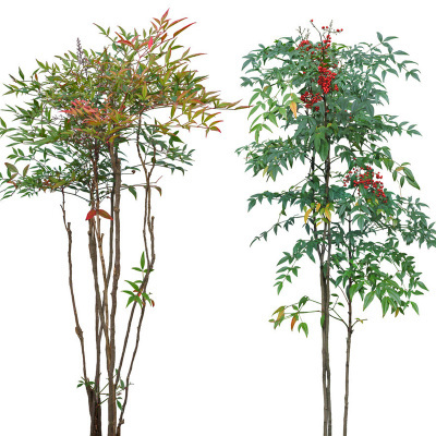 南天竹庭院红天竹观叶花卉庭院