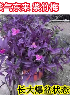 室外室内花卉绿植盆栽紫色吊兰紫竹梅紫罗兰喜光好养植物鸭芷草