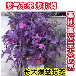 室外室内花卉绿植盆栽紫色吊兰紫竹梅紫罗兰喜光好养植物鸭芷草
