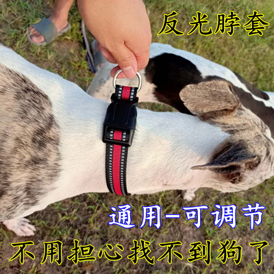 惠比特灵圈晚光格惠格力犬灵缇
